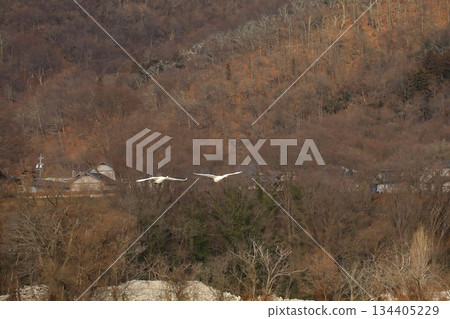 白鳥, 安曇野市, 長野縣, 冬天 134405229