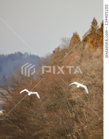 Swan, Azumino City, Nagano Prefecture, Winter Swan, Azumino City, Nagano Prefecture, Winter 134405288