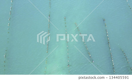Aerial view of oyster farming in turquoise water. Media Aerial view of oyster farming in turquoise water. Media 134405591