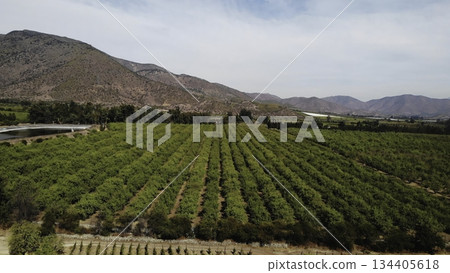 Aerial view flying over green agricultural orchard Aerial view flying over green agricultural orchard 134405618