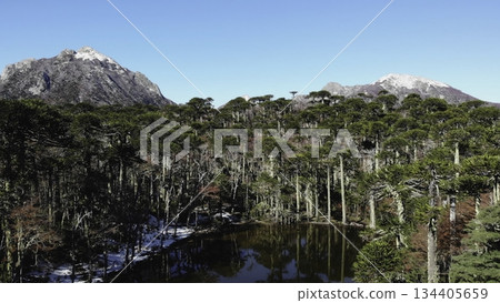Conguillio national park araucaria forest and lagoon reflecting blue sky 134405659