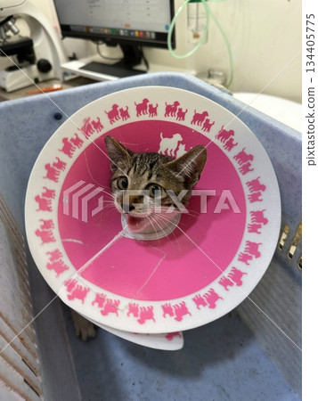 Tabby cat wearing a pink cone collar 134405775