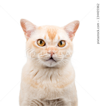 Surprised Burmese cat cut out on transparent background 134405962