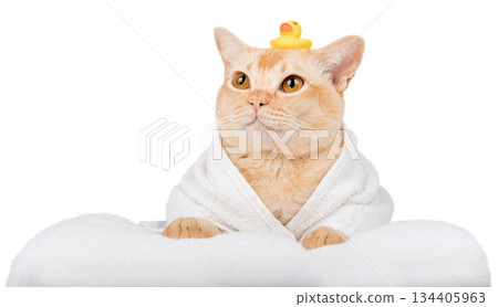Funny ginger cat in bathrobe with rubber duck 134405963