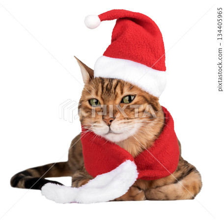 Bengal cat in a Santa suit 134405965