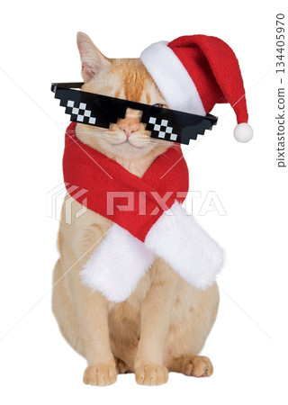 A ginger cat in a New Years costume and glasses A ginger cat in a New Years costume and glasses 134405970
