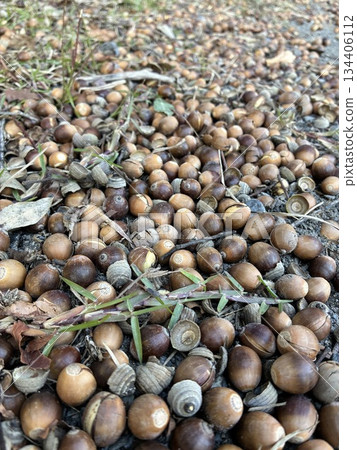 A large number of acorns lying on the ground 134406112
