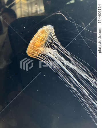 紅苔蘚 紅苔蘚 134406114