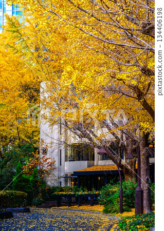 Ginkgo (Hibiya Park) Ginkgo (Hibiya Park) 134406198