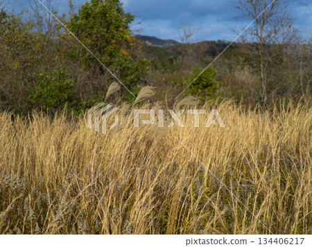 A vacant lot covered with withered silver grass 134406217