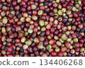 Ripe and unripe coffee cherries freshly harvested from a coffee farm, close-up of red and green coffee fruits showing natural texture for agriculture, organic coffee, and beverage industry concept. 134406268