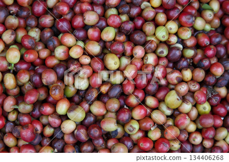 Ripe and unripe coffee cherries freshly harvested from a coffee farm, close-up of red and green coffee fruits showing natural texture for agriculture, organic coffee, and beverage industry concept. Ripe and unripe coffee cherries freshly harvested from a coffee farm, close-up of red and green coffee fruits showing natural texture for agriculture, organic coffee, and beverage industry concept. 134406268
