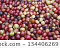Ripe and unripe coffee cherries freshly harvested from a coffee farm, close-up of red and green coffee fruits showing natural texture for agriculture, organic coffee, and beverage industry concept. 134406269