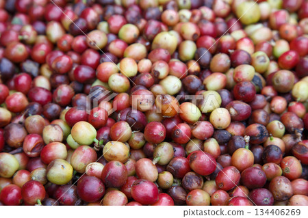 Ripe and unripe coffee cherries freshly harvested from a coffee farm, close-up of red and green coffee fruits showing natural texture for agriculture, organic coffee, and beverage industry concept. 134406269