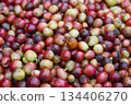 Ripe and unripe coffee cherries freshly harvested from a coffee farm, close-up of red and green coffee fruits showing natural texture for agriculture, organic coffee, and beverage industry concept. 134406270