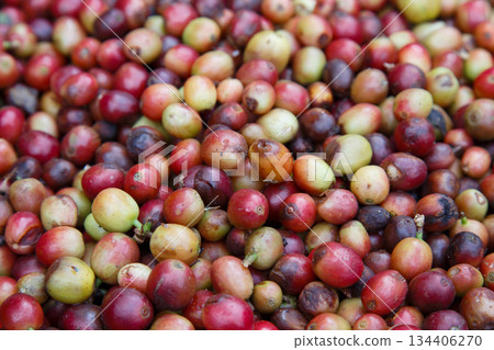 Ripe and unripe coffee cherries freshly harvested from a coffee farm, close-up of red and green coffee fruits showing natural texture for agriculture, organic coffee, and beverage industry concept. 134406270
