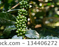 Coffee plant branch with young green beans, organic agriculture farming, fresh coffee cherries growth, sustainable cultivation concept 134406272