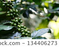 Coffee plant branch with young green beans, organic agriculture farming, fresh coffee cherries growth, sustainable cultivation concept 134406273