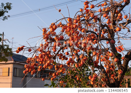 Abandoned persimmons in residential areas: Up The current situation and social issues of poor management that attract urban bears Abandoned persimmons in residential areas: Up The current situation and social issues of poor management that attract urban bears 134406545
