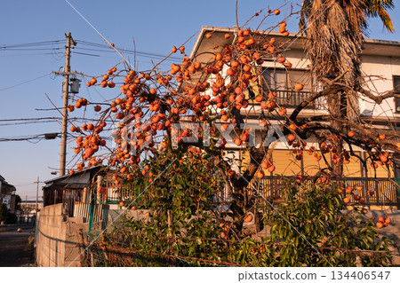 Abandoned persimmons in residential areas: The current situation and social issues surrounding the lack of management that attracts urban bears (urban bears) Abandoned persimmons in residential areas: The current situation and social issues surrounding the lack of management that attracts urban bears (urban bears) 134406547