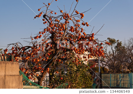 Abandoned persimmons in residential areas: the current situation and social issues of poor management that are attracting urban bears Abandoned persimmons in residential areas: the current situation and social issues of poor management that are attracting urban bears 134406549