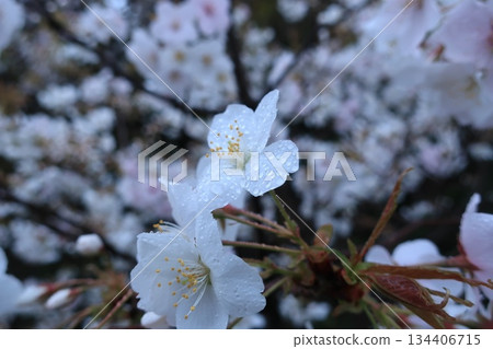 雨後櫻花掛滿水珠 134406715