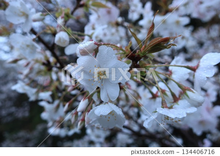 雨後櫻花掛滿水珠 134406716