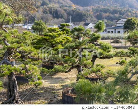 大型松樹盆景 134406848
