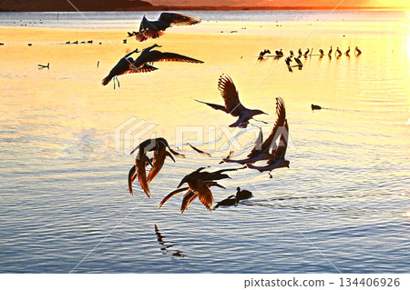 First sunrise of Kasumigaura where water birds play 134406926