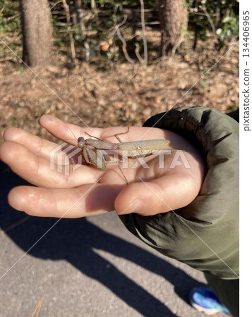 Halabirakamakiri（棕色型） 134406965