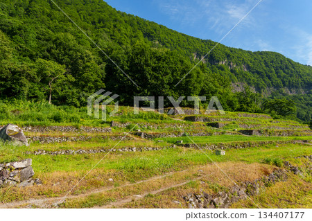 250719 秋山鄉岳日東的石牆稻田 134407177