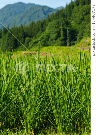 250719 Stone-walled rice fields in Yuehigashi, Akiyama-go 250719 Stone-walled rice fields in Yuehigashi, Akiyama-go 134407178