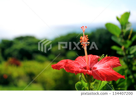 Okinawa: Sparkling sea and hibiscus flowers 134407200