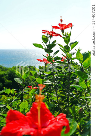沖繩：波光粼粼的大海和芙蓉花 134407201