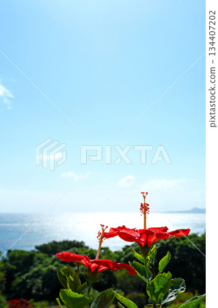 沖繩：波光粼粼的大海和芙蓉花 134407202