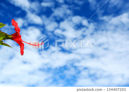 Okinawa: Blue sky and red hibiscus flowers 134407203