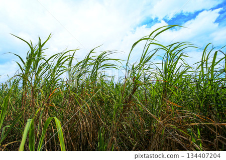 沖繩風光甘蔗田 沖繩風光甘蔗田 134407204