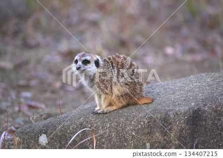 一隻短尾貓鼬在岩石上等待太陽落山。 134407215