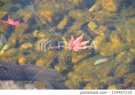Black carp and red autumn leaves (Tokugawa Garden, Tokugawacho, Higashi Ward, Nagoya City, Aichi Prefecture) Black carp and red autumn leaves (Tokugawa Garden, Tokugawacho, Higashi Ward, Nagoya City, Aichi Prefecture) 134407220