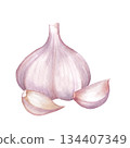 Watercolor illustration of garlic bulb and detached cloves. Design for cooking blog decor, restaurant menu, recipe card, or healthy food packaging. 134407349