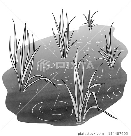 Rice in paddy fields_monochrome 134407403