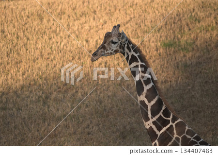 一隻長頸鹿一邊散步一邊欣賞日落。 134407483