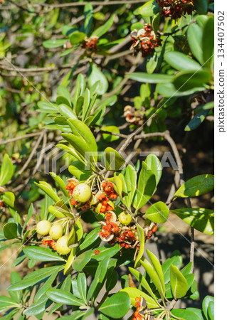 Tobera fruit 134407502