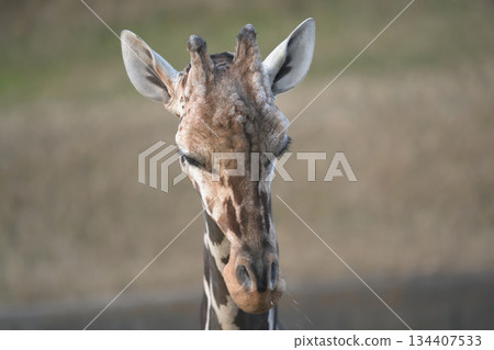 A giraffe blowing away a runny nose vigorously because it's cold A giraffe blowing away a runny nose vigorously because it's cold 134407533
