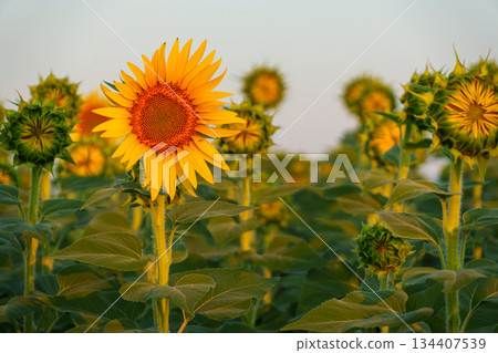 250730 Tsunan Town Sunflower Square 134407539