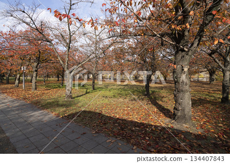 Osaka Castle  134407843