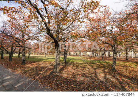 Osaka Castle Osaka Castle 134407844
