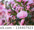 Cute pink camellia 134407923