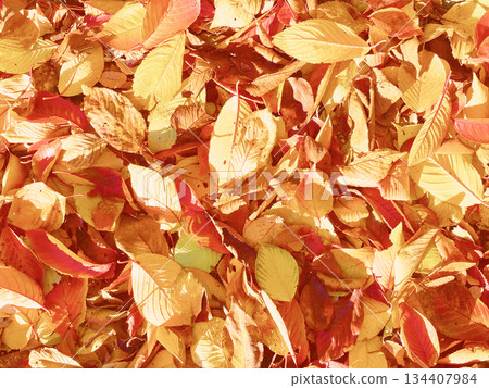 A horizontal background image of yellow and reddish-brown fallen leaves. A horizontal background image of yellow and reddish-brown fallen leaves. 134407984