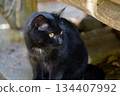 Black cat lying sideways 134407992